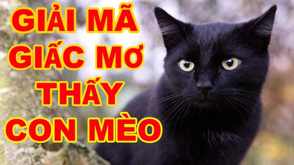 nam mo thay meo 2656