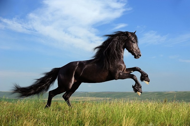 nằm mơ thấy mình đang cưỡi ngựa