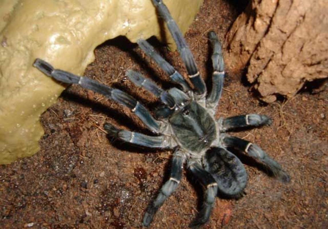 Mơ Thấy Nhện Điềm Gì? Luận Giải Chi Tiết Giấc Mơ Năm 2026 6 ý nghĩa phong thủy của nhện