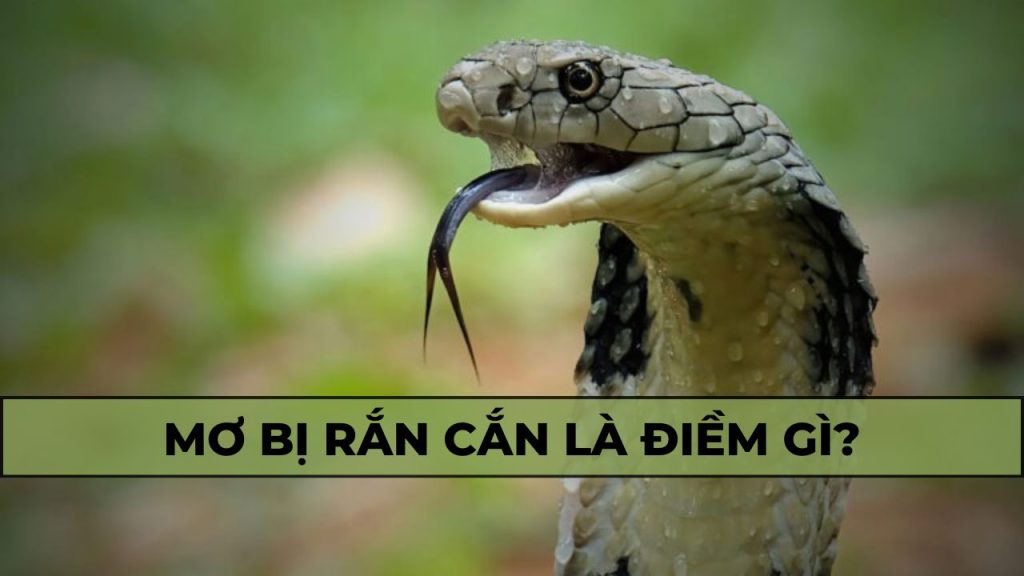 nam mo thay ran can vao tay 2833