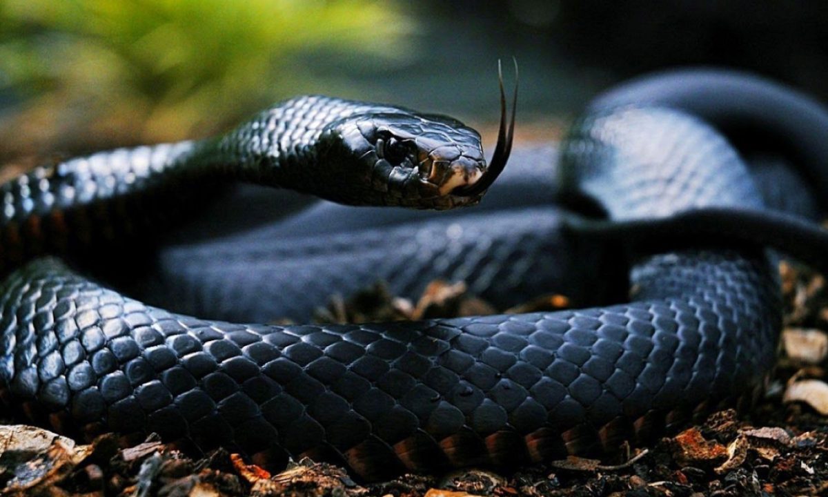 nằm mơ thấy rắn đánh con gì