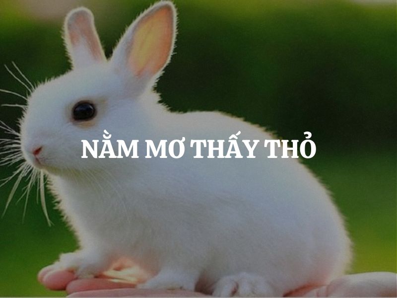 Mơ Thấy Thỏ Là Điềm Gì? Giải Mã Giấc Mơ & Con Số Lộc 1 giải mã ý nghĩa giấc mơ thấy thỏ
