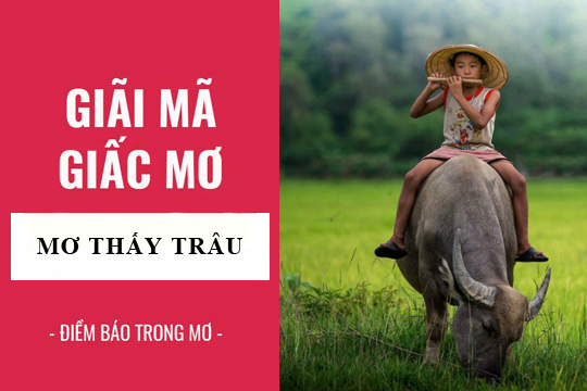 nam mo thay trau 2677