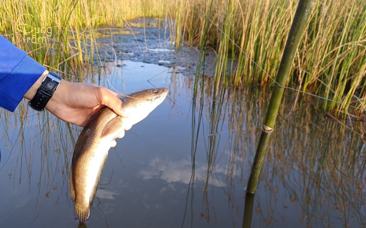 giải mã giấc mơ thấy cá lóc