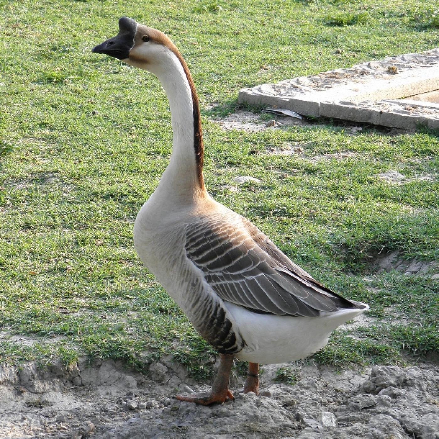 Mơ Thấy Ngỗng Giải Mã Điềm Báo và Con Số May Mắn 2026 3 mơ thấy ngỗng trắng