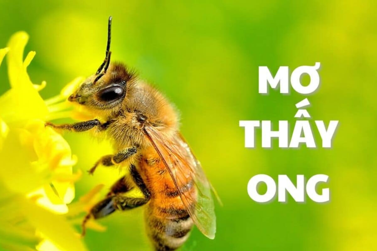 Mơ Thấy Ong Báo Điềm Gì? Giải Mã Con Số May Mắn Nhất 4 Chiêm bao thấy ong bay vào nhà