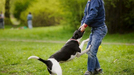 Điềm báo khi nằm mơ bị chó trắng cắn