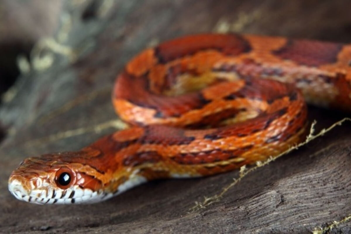 Mơ Thấy Rắn Bò Vào Nhà Điềm Gì và Con Số May Mắn 2026 1 mơ thấy rắn bò vào nhà là điềm báo gì