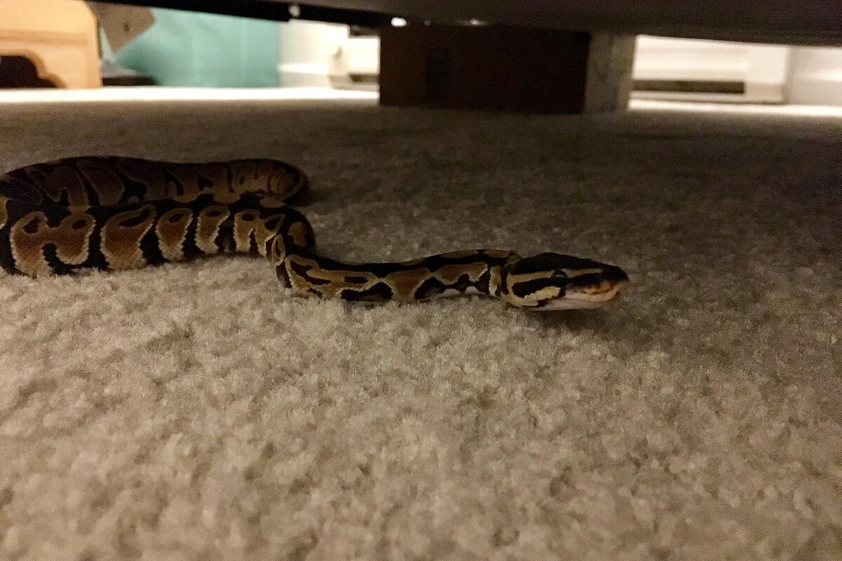 Mơ Thấy Rắn Bò Vào Nhà Điềm Gì và Con Số May Mắn 2026 3 mơ thấy rắn vàng bò vào nhà