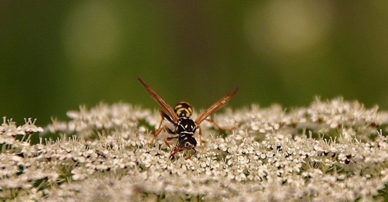 Mơ Thấy Ong Báo Điềm Gì? Giải Mã Con Số May Mắn Nhất 3 Mơ thấy tổ ong đầy mật