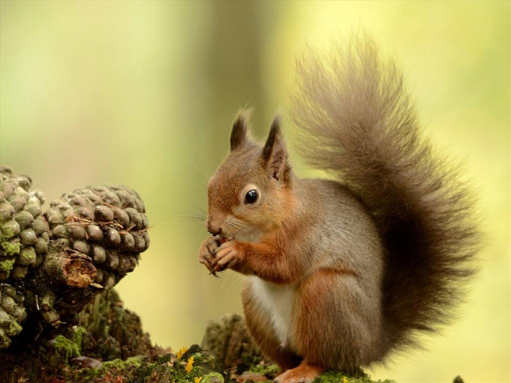 mơ thấy sóc chuyền cành