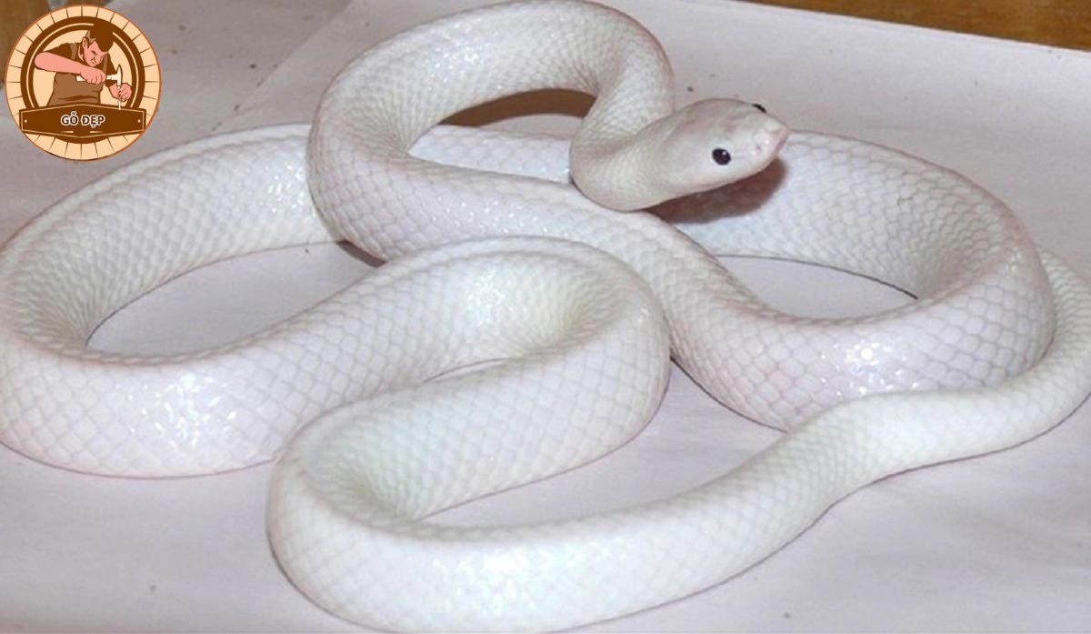 Mơ Thấy Rắn Trắng Giải Mã 20+ Điềm Báo Tốt Xấu Và Số May Mắn 4 mơ thấy rắn trắng vào nhà