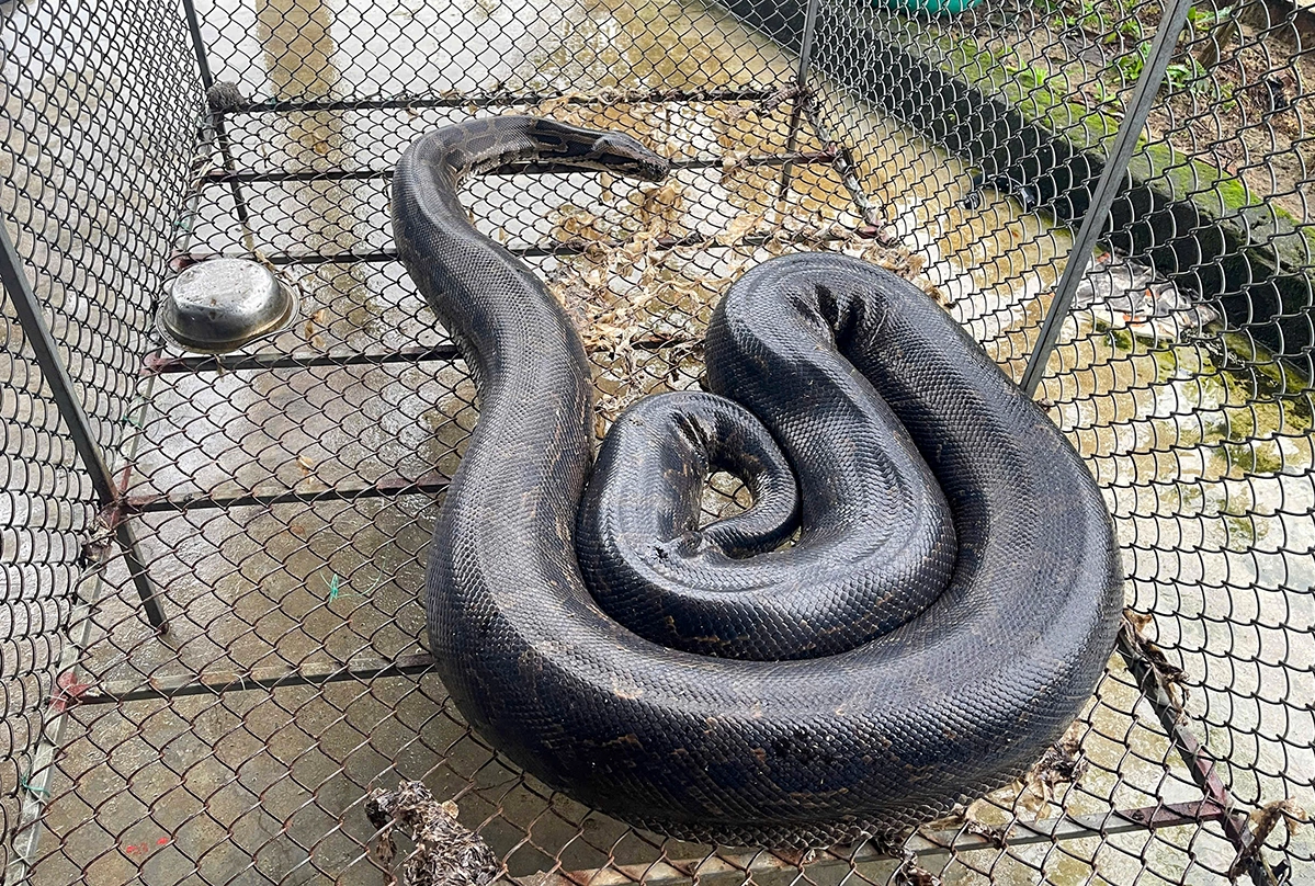 Mơ Thấy Trăn Là Điềm Gì? Giải Mã Giấc Mơ và Con Số Lộc 2026 5 mơ thấy trăn vào nhà