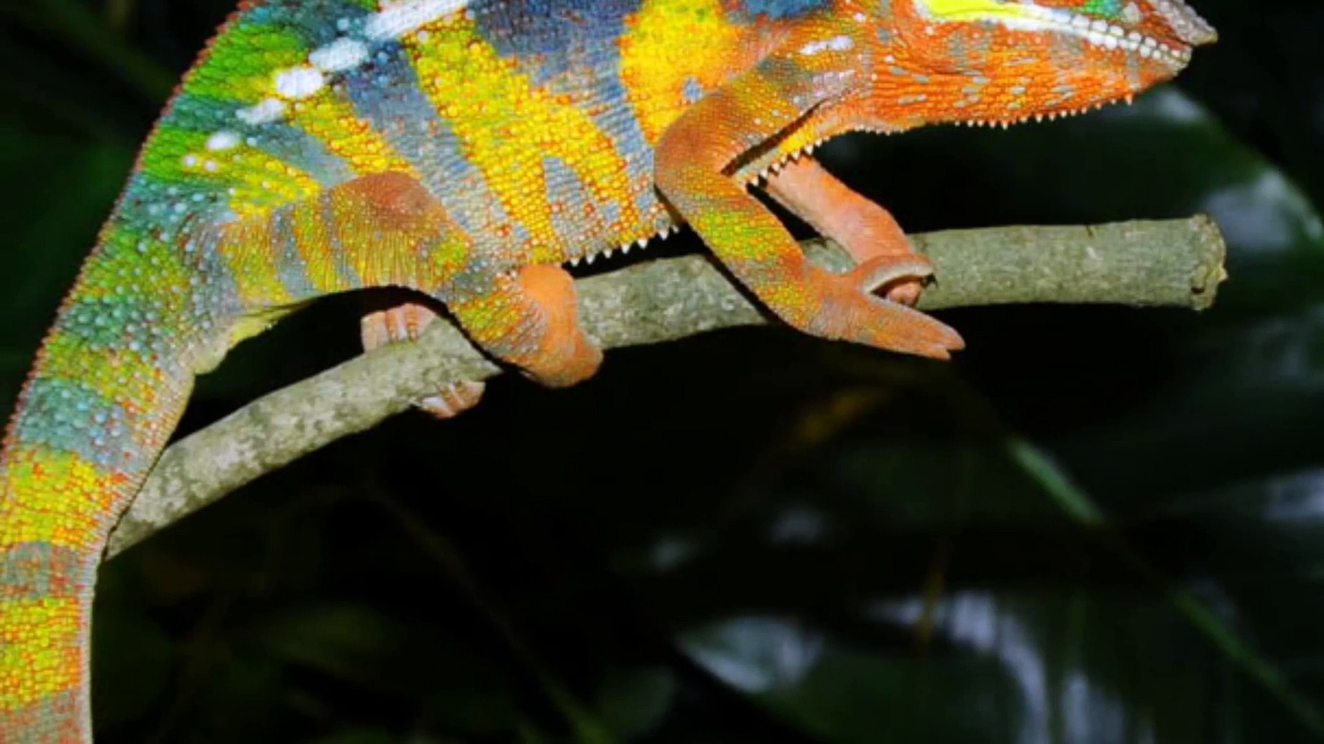 mơ thấy tắc kè vào nhà