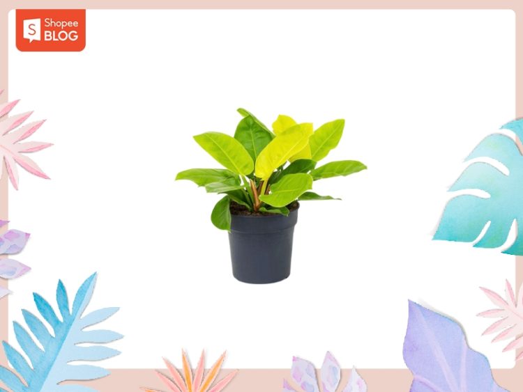 Con số may mắn cho tuổi 1990