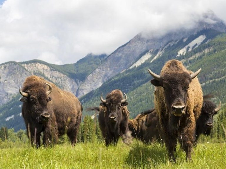 Nữ 1997 mệnh gì