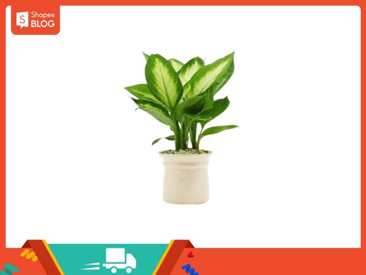 Phong thủy tuổi Kỷ Tỵ 1989