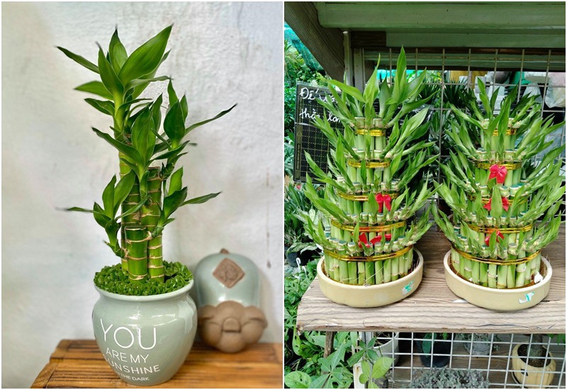 cây cảnh để bàn thờ thần tài