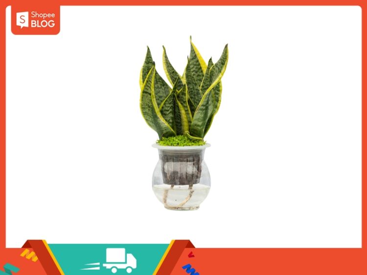 1997 hợp hướng nào