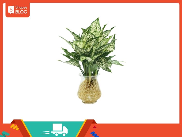 1997 hợp kết hôn tuổi nào