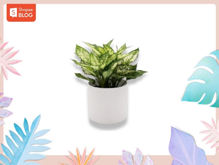 2000 kỵ tuổi nào