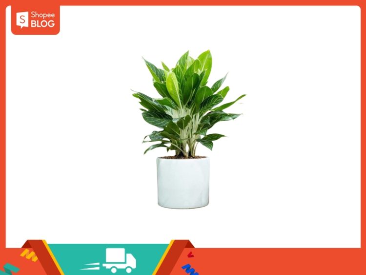 Tuổi Quý Dậu 1993 hợp tuổi nào