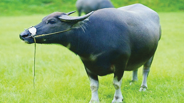 1973 mệnh gì hợp màu gì