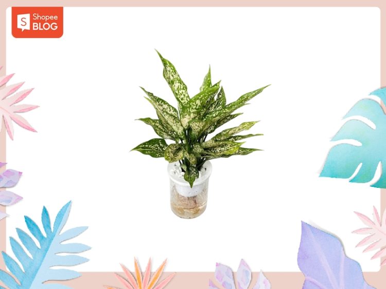 Vật phẩm phong thủy tuổi Bính Tý