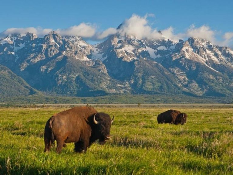 Sự nghiệp tuổi Đinh Sửu 1997