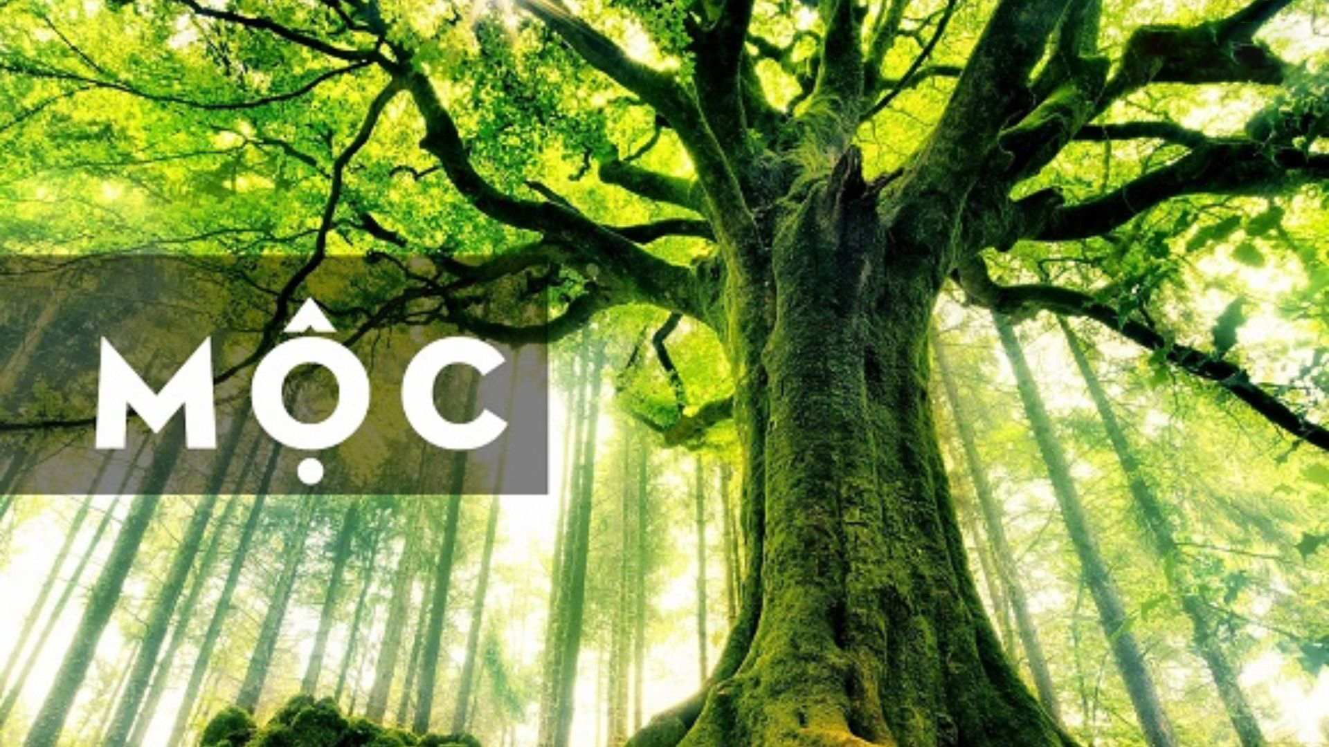 các năm sinh mệnh mộc