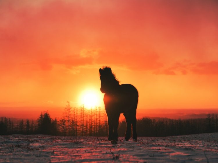 Con số may mắn cho tuổi Nhâm Ngọ