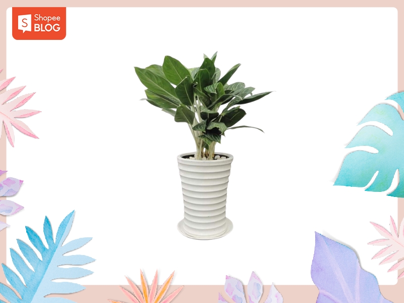 Con số may mắn cho người sinh năm 1992 mệnh gì