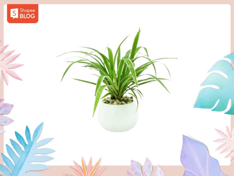 2000 hợp tuổi gì