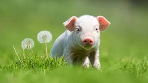 tuổi Kỷ Hợi 1959 hợp tuổi nào