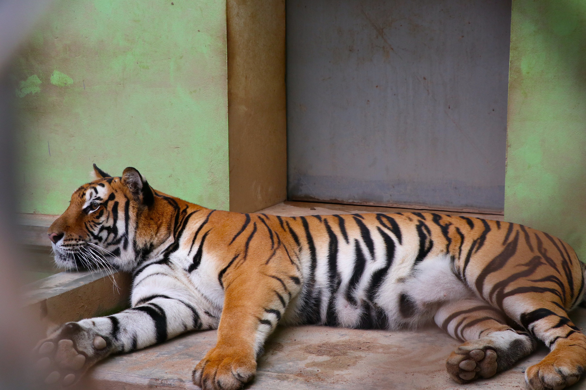 1974 mệnh gì hợp màu gì