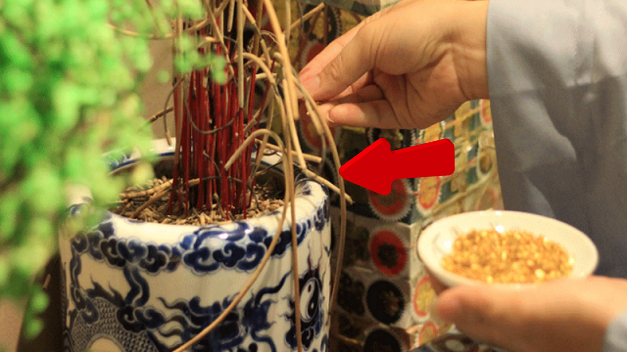 cách tỉa chân hương đúng