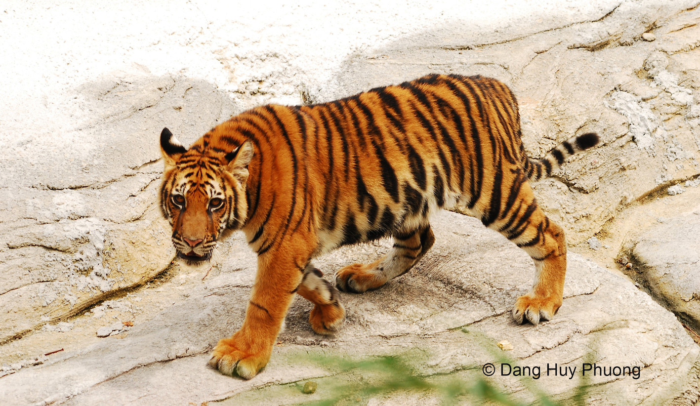 Tình duyên tuổi Giáp Dần 1974