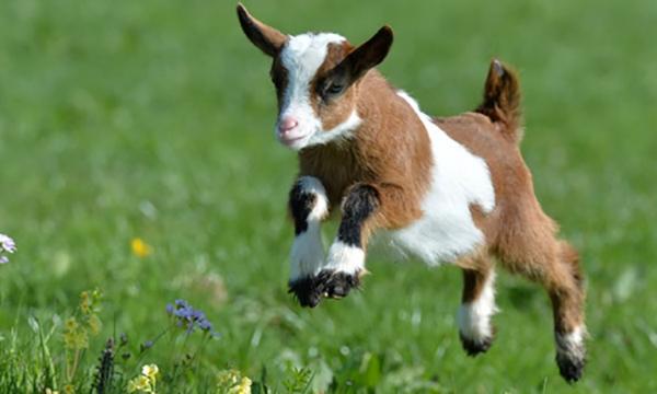 Tình duyên người sinh năm 1967