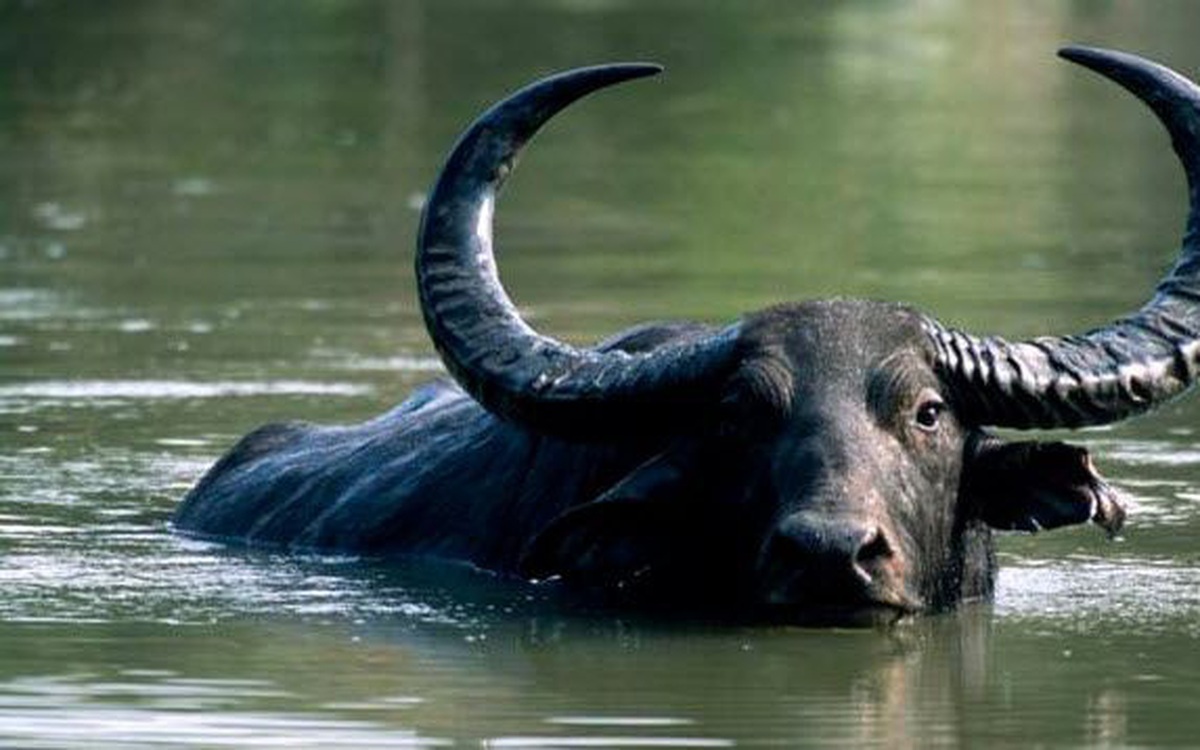 Tuổi hợp làm ăn với 1973