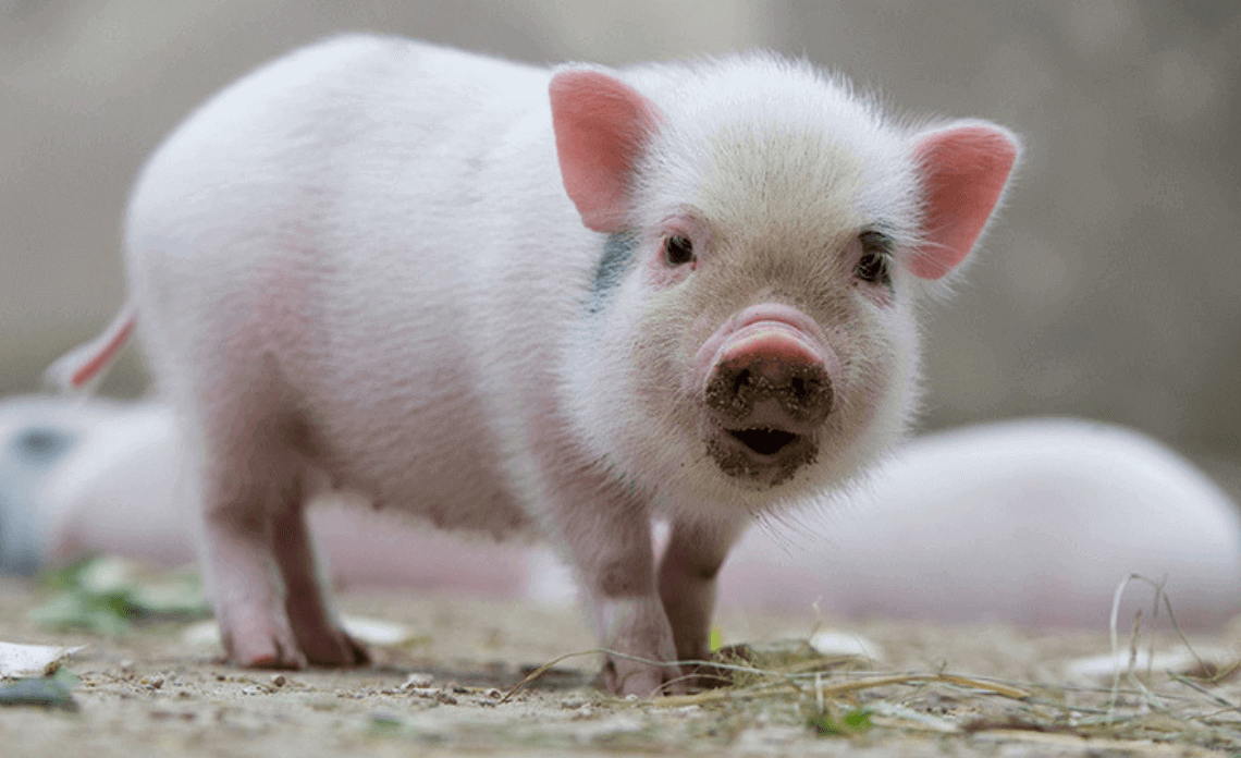 tính cách người tuổi Kỷ Hợi 1959