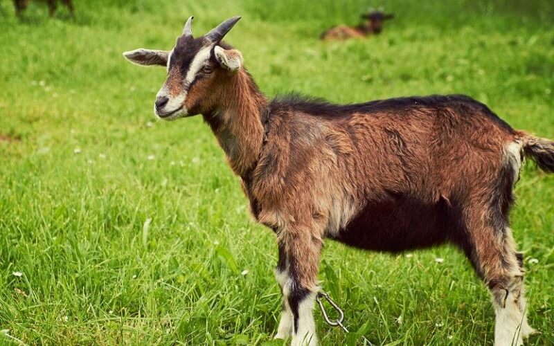 1967 tuổi con gì mệnh gì