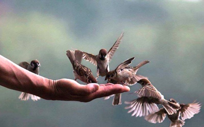 van khan phong sinh 5620